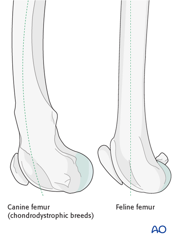 anatomical differences between dogs and cats