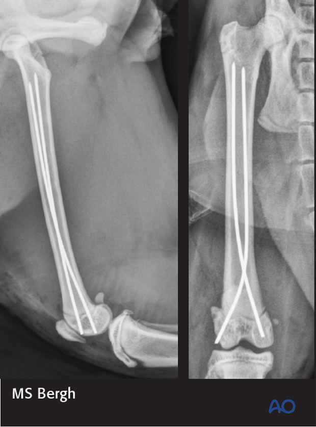 anatomical differences between dogs and cats