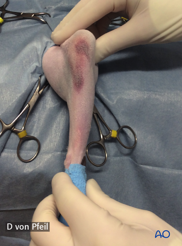Clinical signs of patellar fracture in a cat