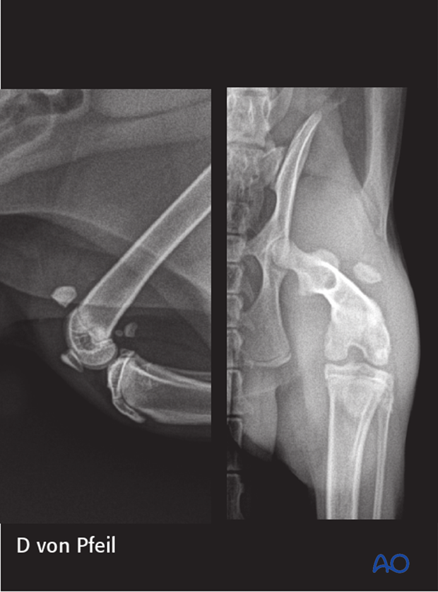 Clinical signs of patellar fracture in a cat