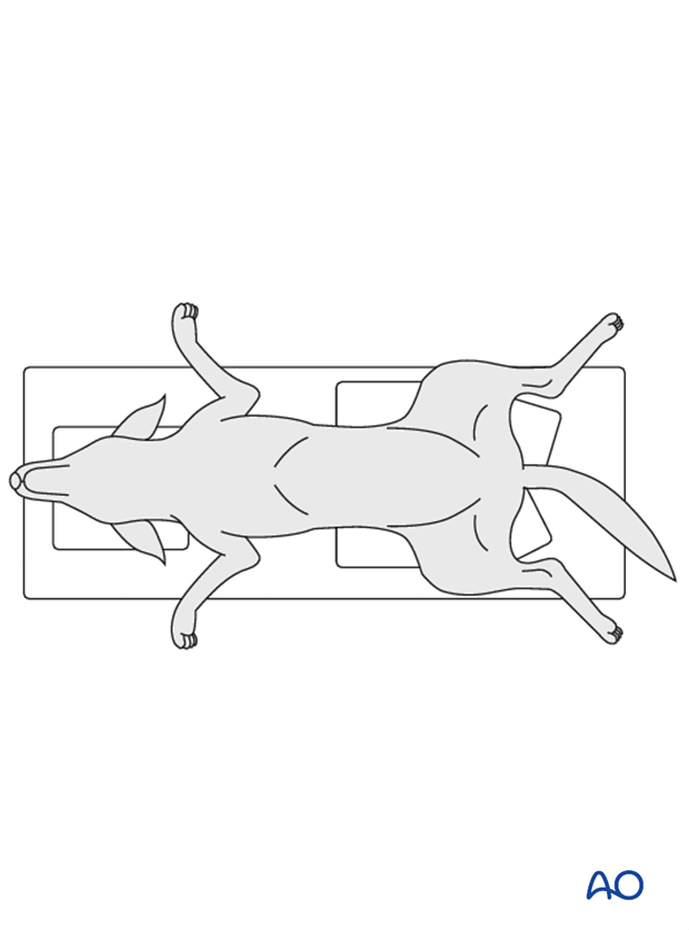 Dog in dorsal recumbency