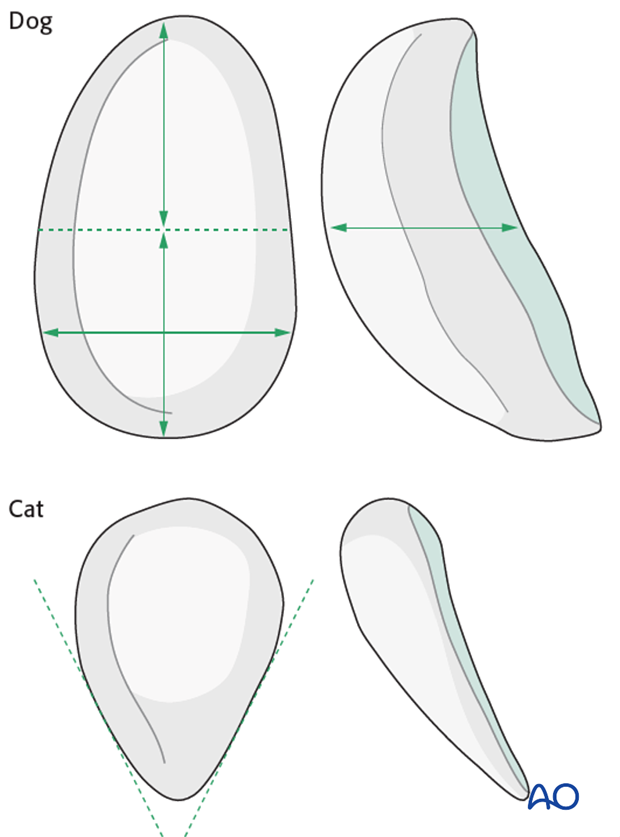 Canine and feline patella