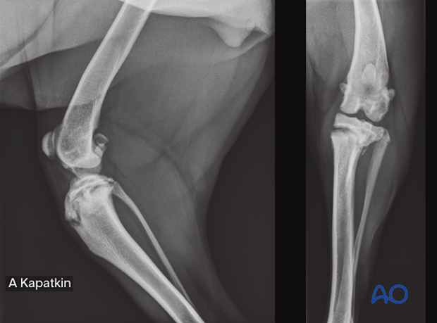 Lesser Tubercle Dog Radiograph Tibial Tuberosity Dog Xray