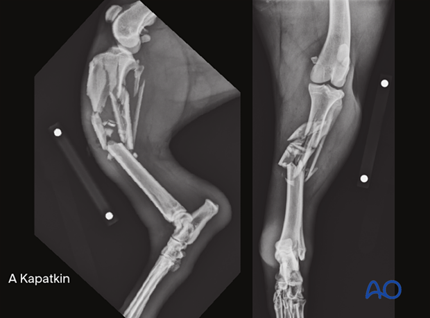 41-C2 fracture of the proximal tibia in a 3-year-old dog