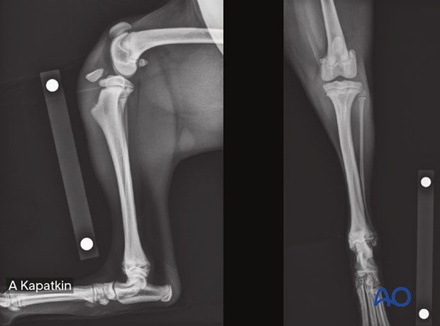 41-A1 proximal tibial fracture in a 2-month-old dog