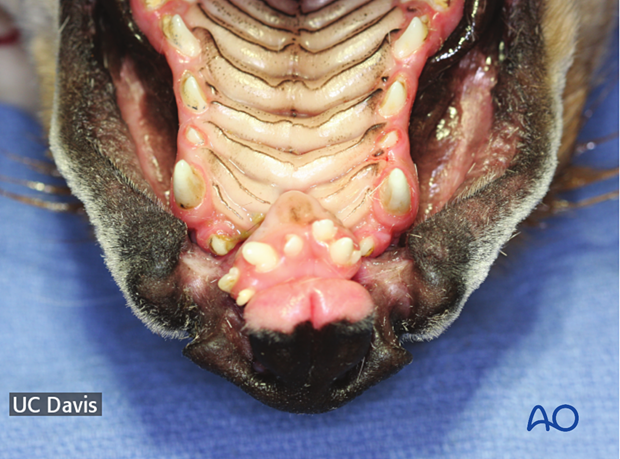 Young dog with a bilateral cleft of the lip and dentoalveolar cleft