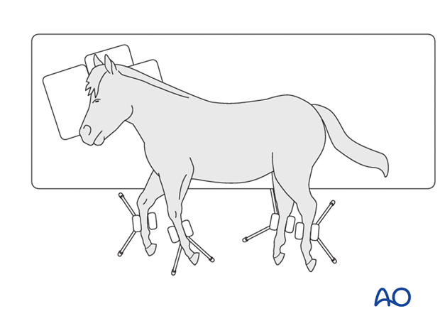 lateral recumbency ponies