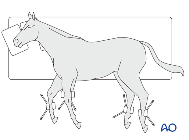 lateral recumbency