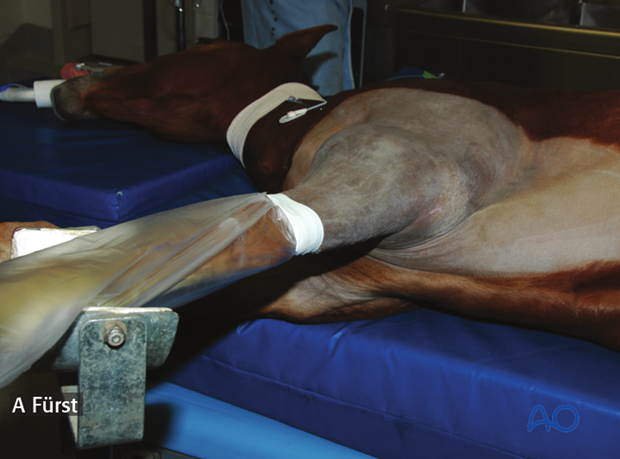 lateral recumbency
