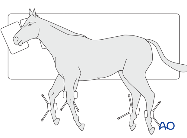 lateral recumbency