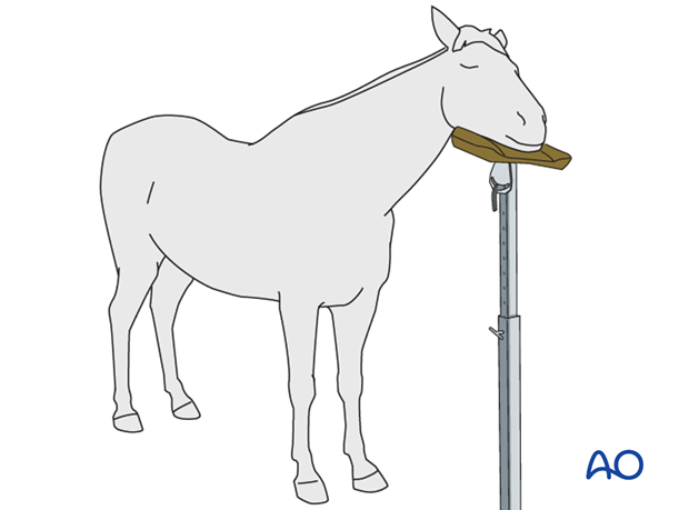 dorsal midline approach to the dorsal spinous process