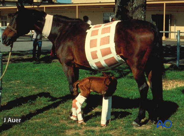 A surviving twin with all four limbs supported by splint bandages. The foal obviously looks dysmature.
