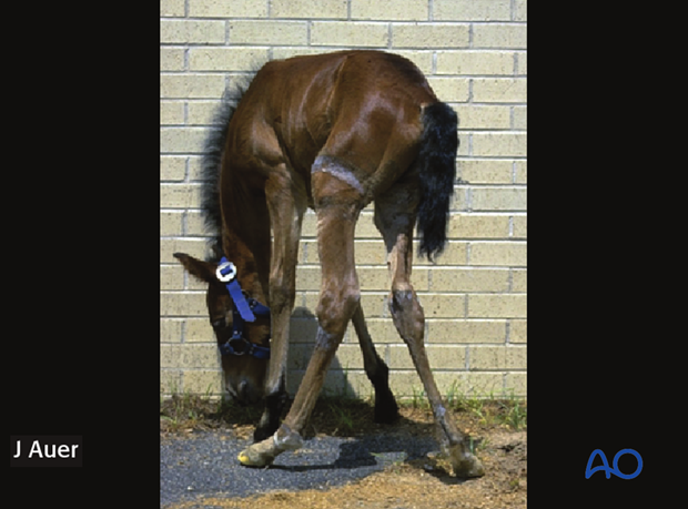 A 2-week old foal with severe tarsal deviations colloquially termed “wind swept” foal.