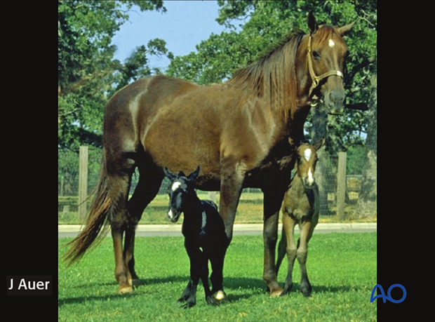 Twin foals born after a gestation period of 341 days.