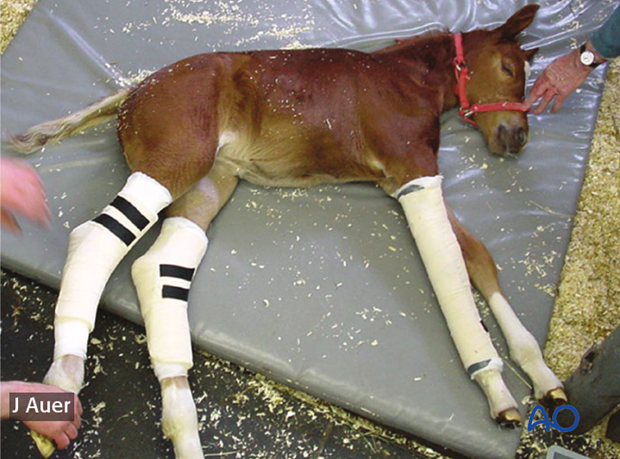 A 2-week old foal with severe tarsal deviations colloquially termed “wind swept” foal.