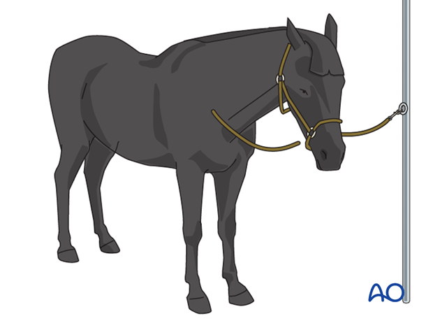 screw fixation in the standing horse