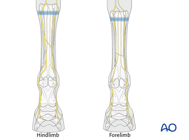 surgery in the standing horse