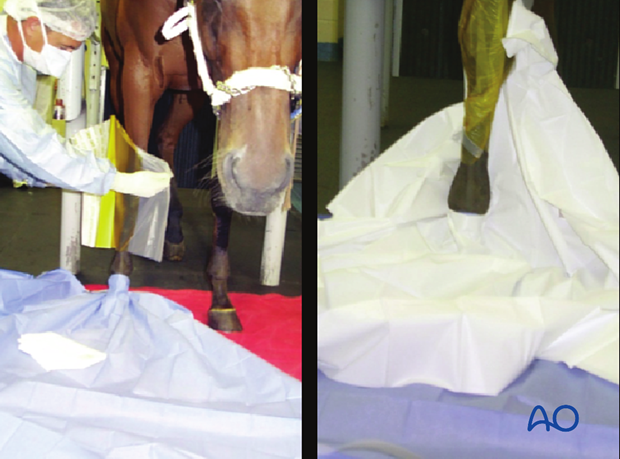 surgery in the standing horse