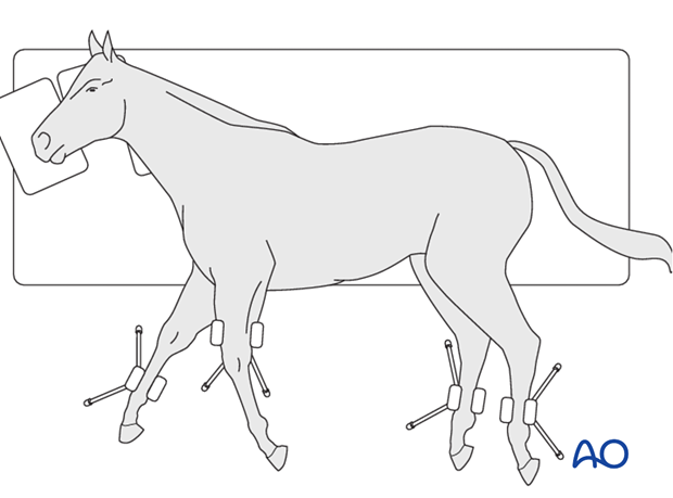 screw fixation with osteostixis