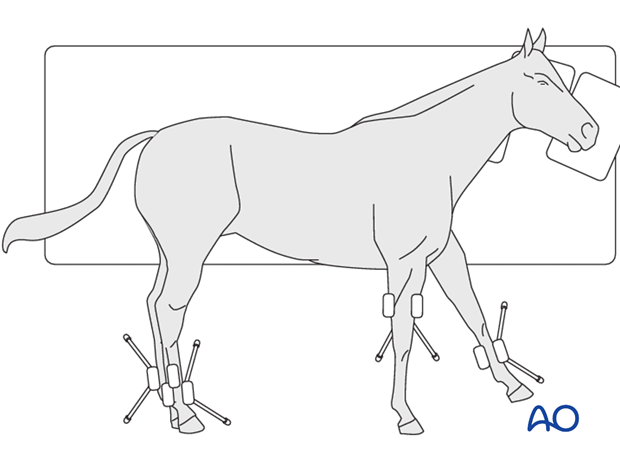 lateral recumbency