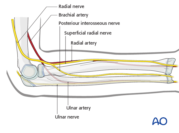 anatomy of the forearm shaft