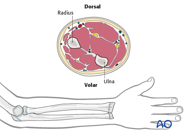 Forearm surface anatomy