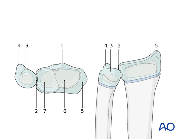 anatomy of the distal forearm