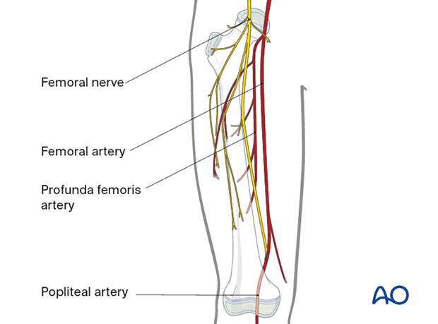 Neurovascular anatomy of the femoral shaft