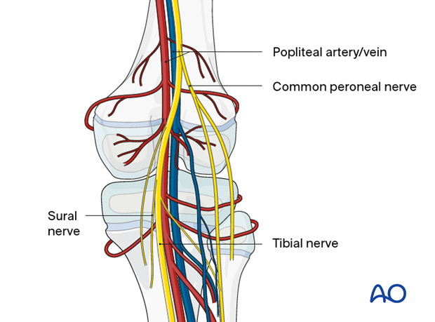 Neurovascular anatomy of the distal femur