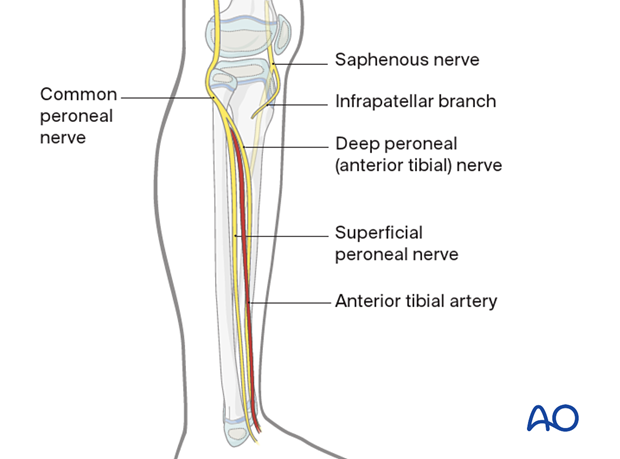 Neural structures of the lower leg