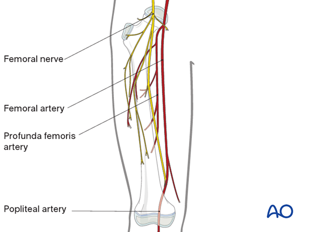 Neurovascular structures of the upper leg