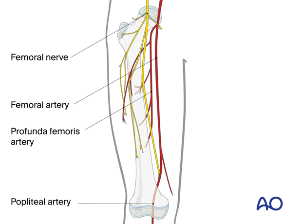 Neurovascular structures of the thigh