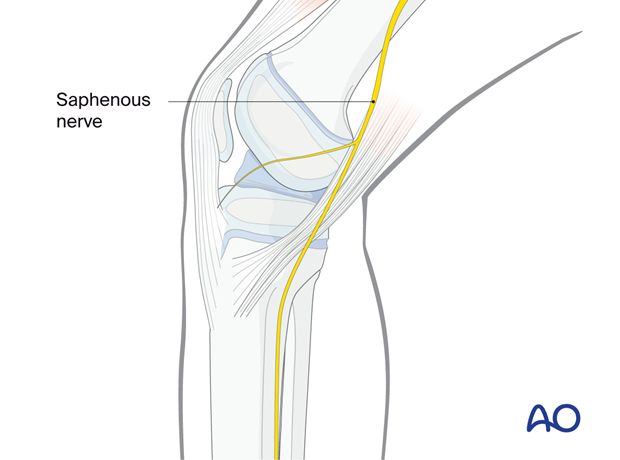 Saphenous nerve