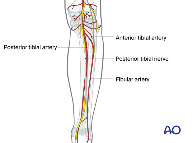 Popliteal artery