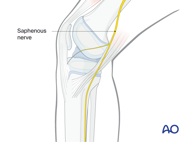 Saphenous nerve anatomy in the pediatric knee