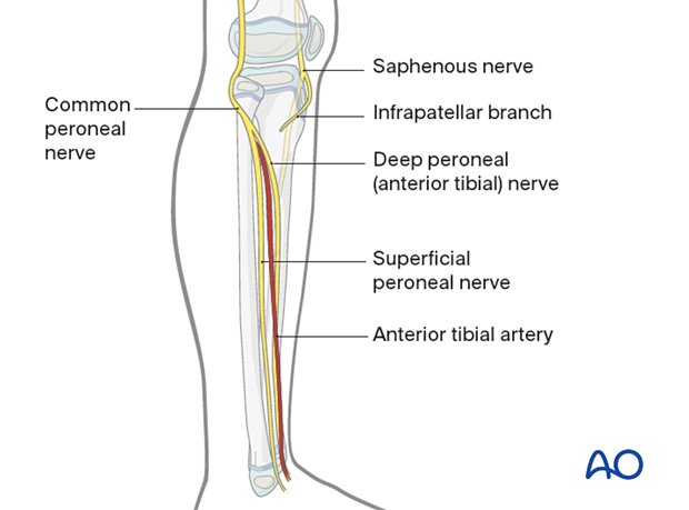 Neurovascular structures of the lower leg