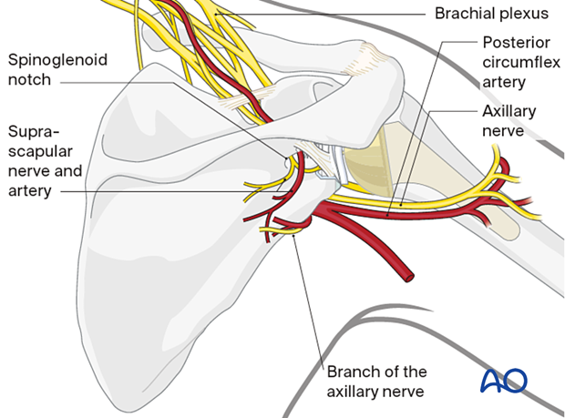 Anatomical structure