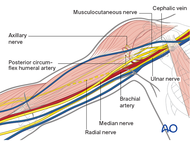 Anatomy of the upper arm