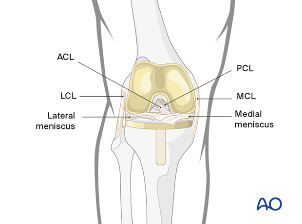 Ligaments of the knee