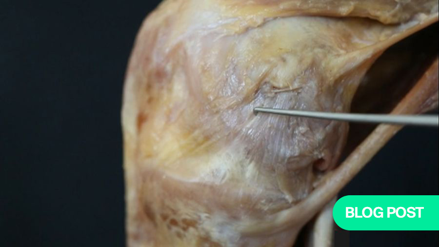 Anteromedial vs. posteromedial reconstructions—what are the indications and differences in sports injuries?