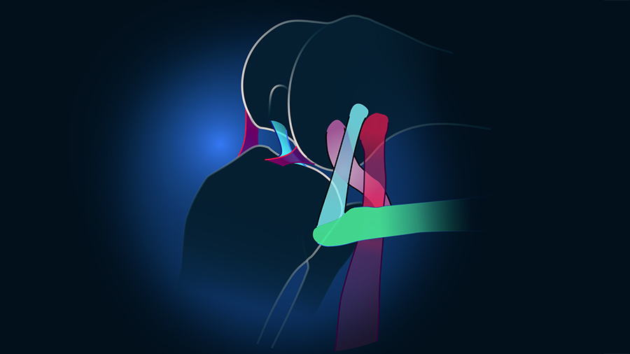 Knee joint illustration