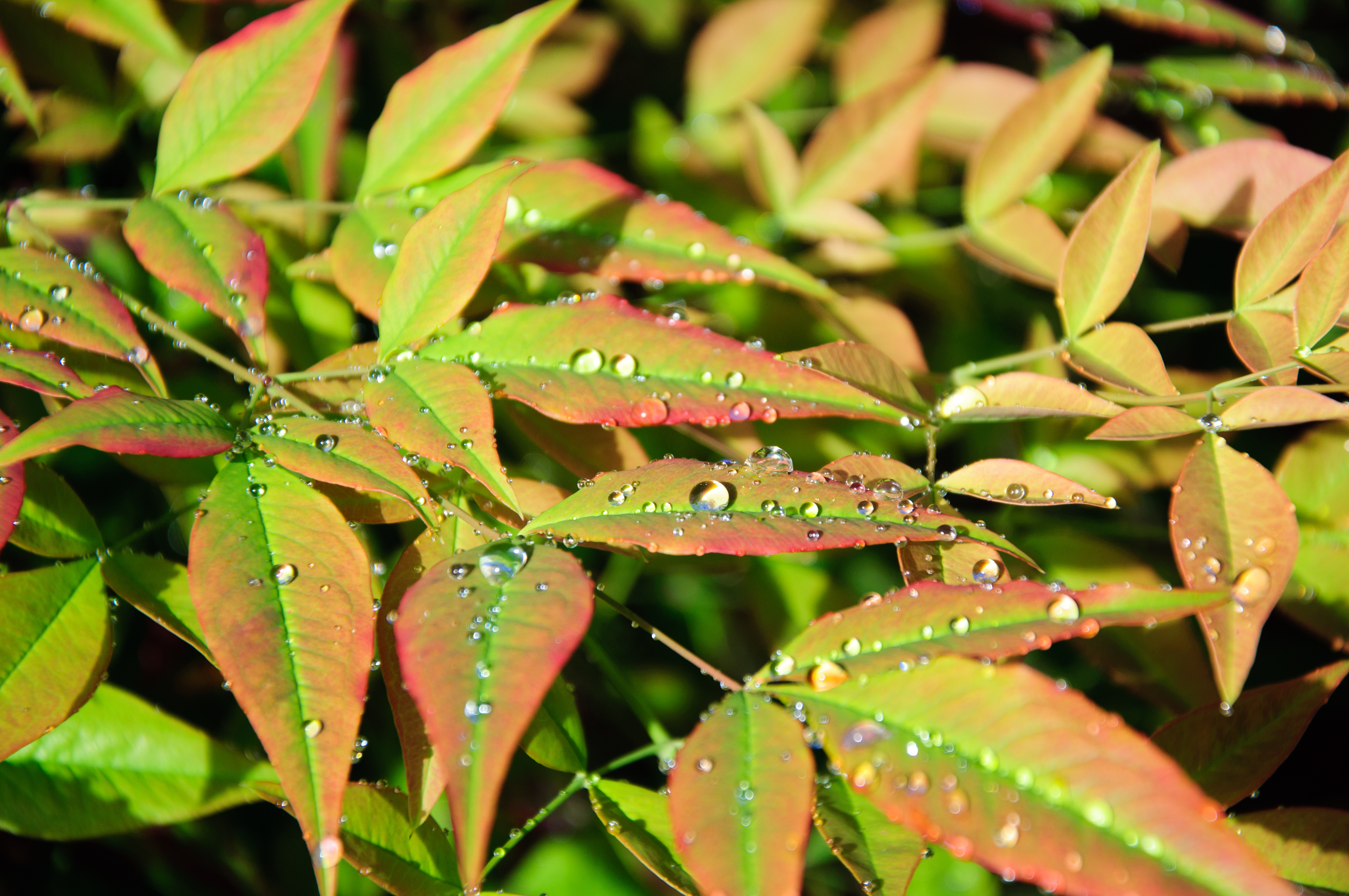 leaves