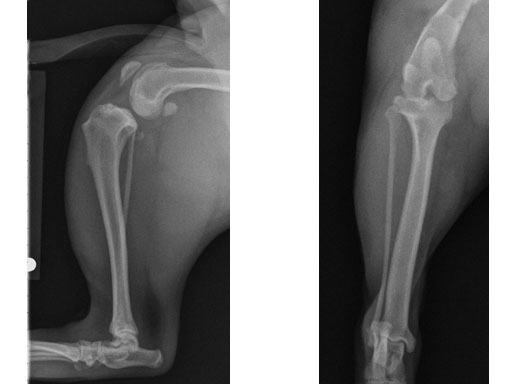 TPLO3-5mmSmallStature_3