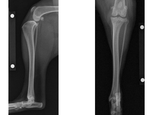 TPLO3-5mmSmallStature_5