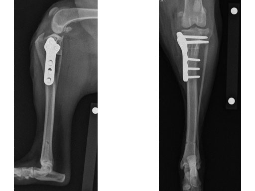 TPLO3-5mmSmallStature_6
