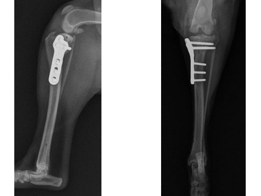 TPLO3-5mmSmallStature_7