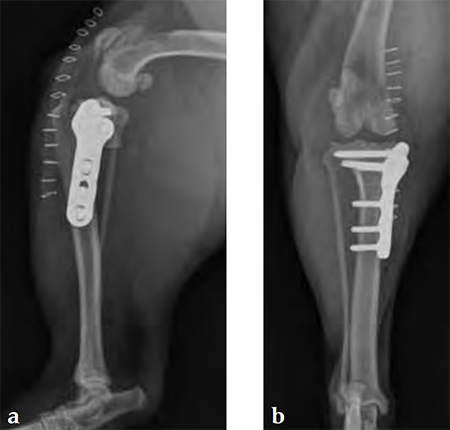 TPLO3-5mmSmallStature_Fig2ab