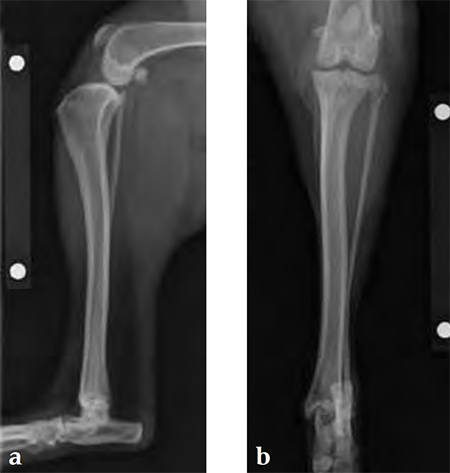 TPLO3-5mmSmallStature_Fig3ab