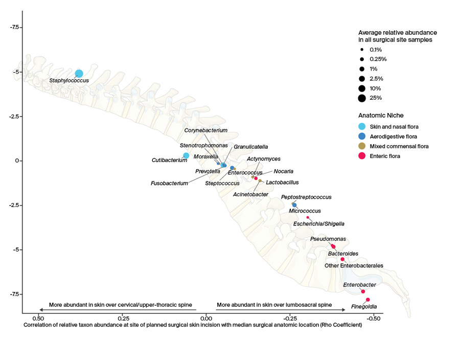 Correlation between the relative abundance of taxa (0–100%) in preoperative samples of skin overlying the surgical site and the anatomical location of the surgical site