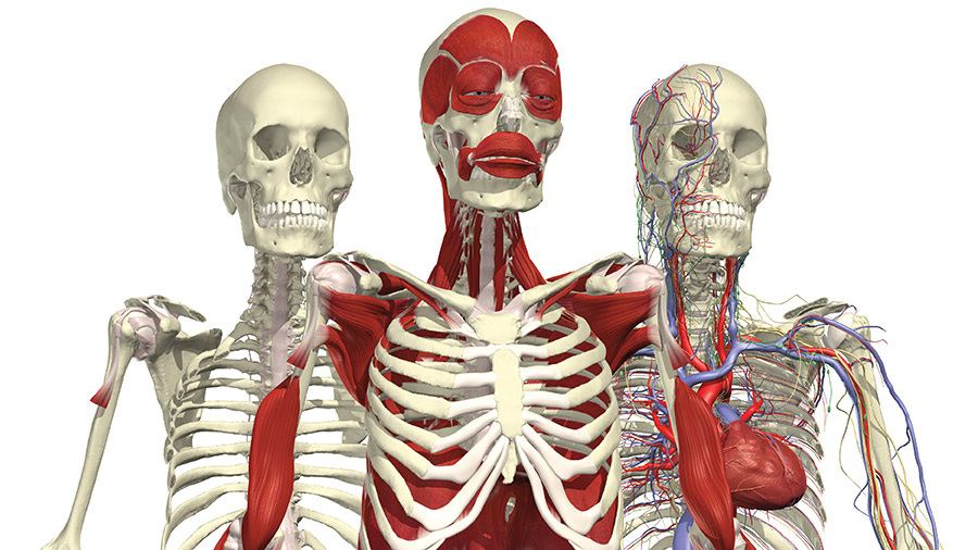 Primal 3D anatomy